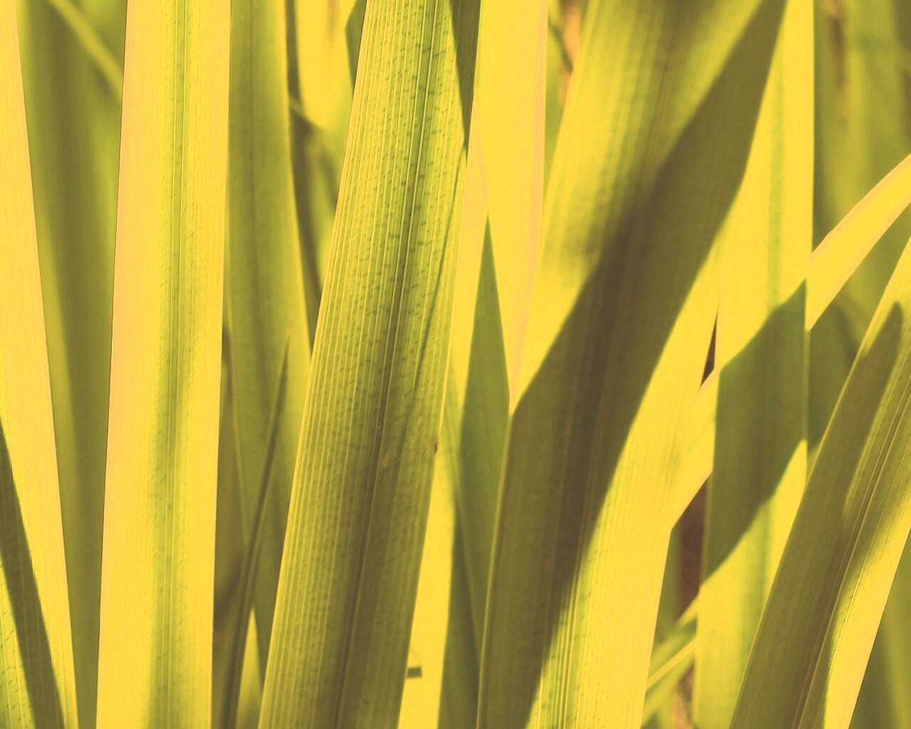 Стебли травы обои