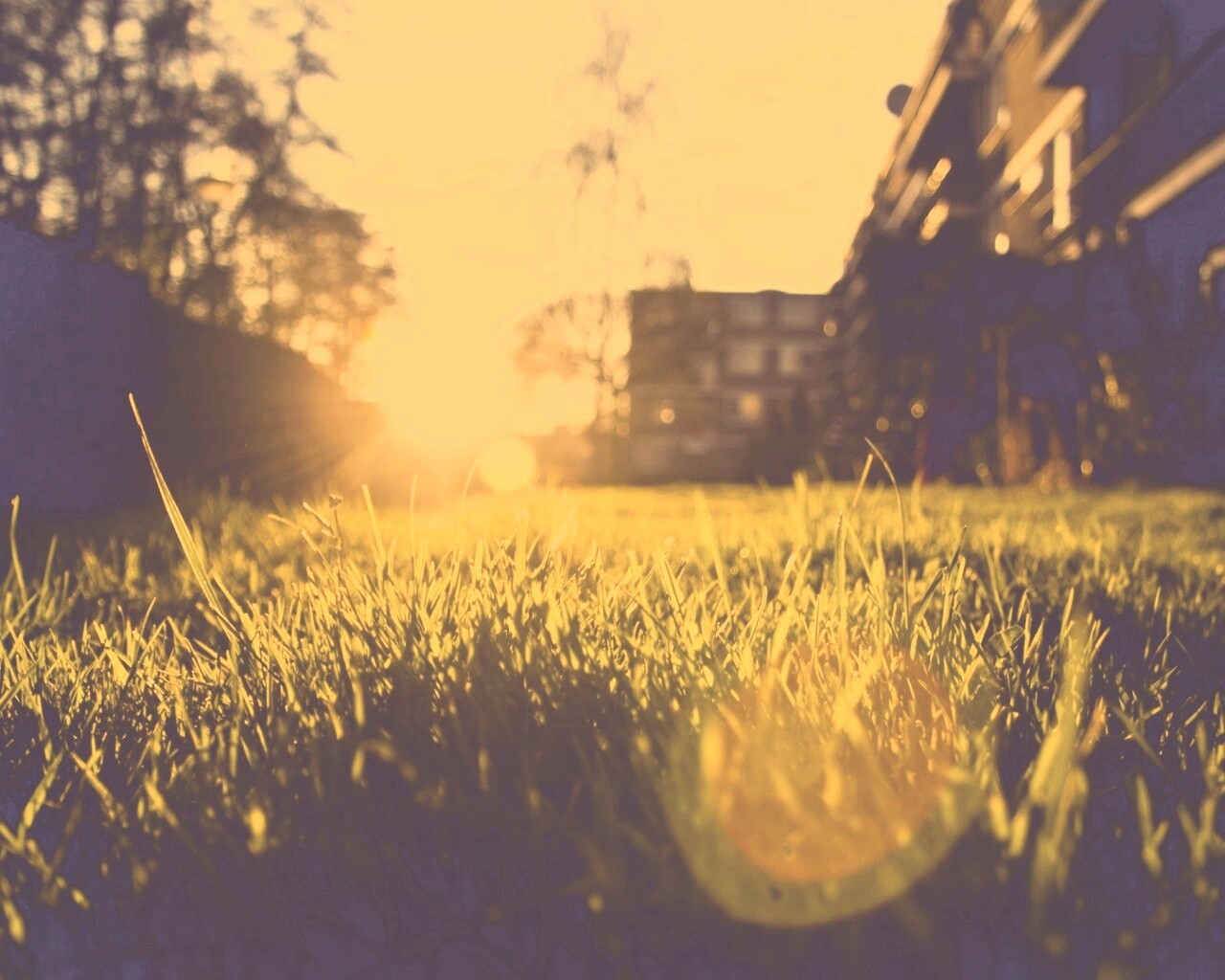 Трава во дворе обои