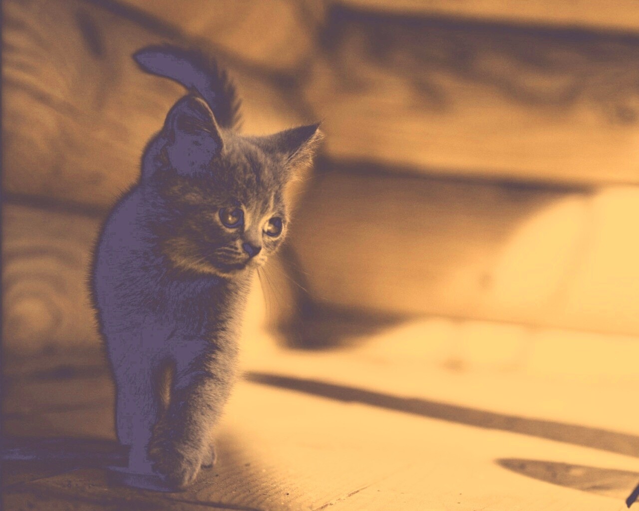 Маленький дымчатый котенок обои