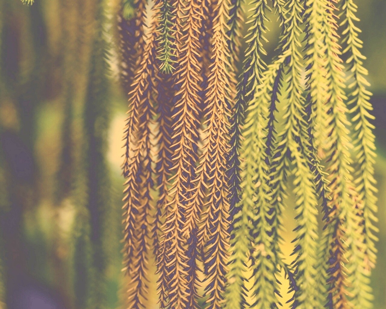 Зеленые колючки обои