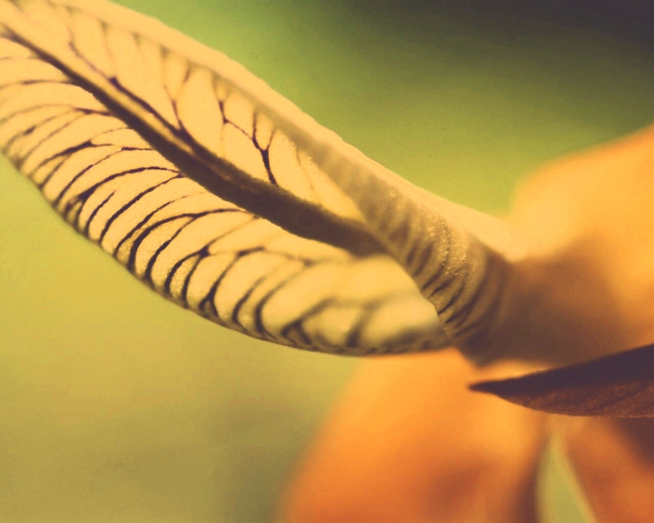 Сетчатый лист обои