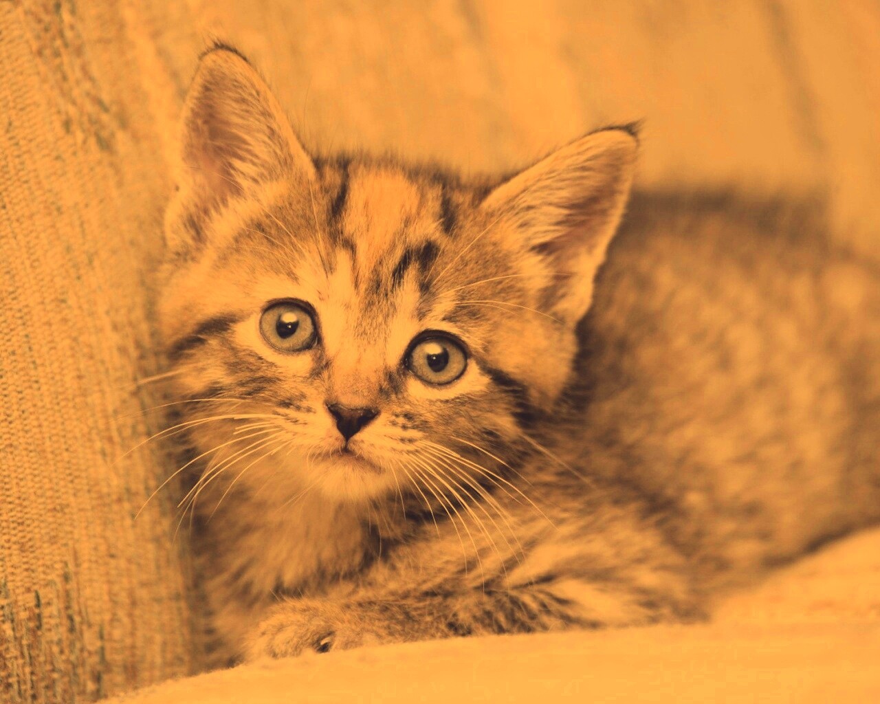 Милый маленький котенок обои