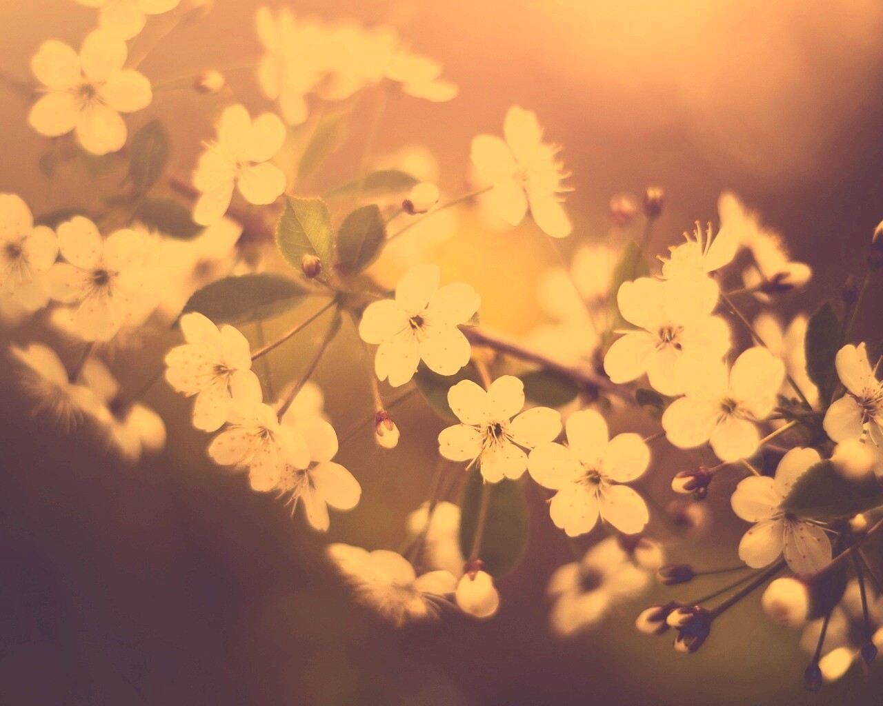 Ветка сакуры обои