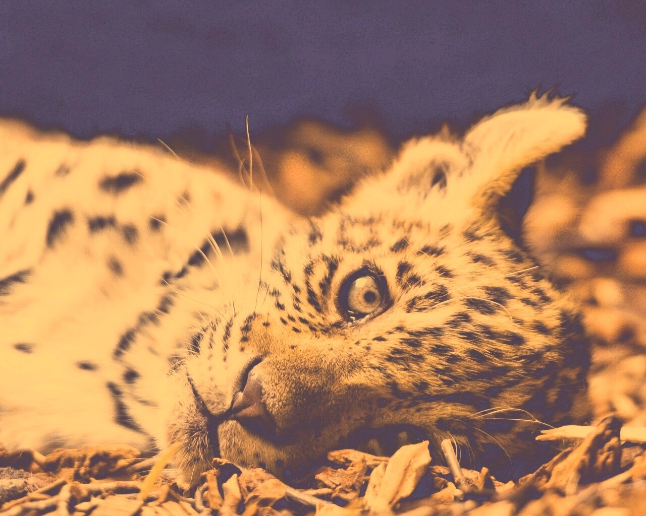 Гепард котенок обои