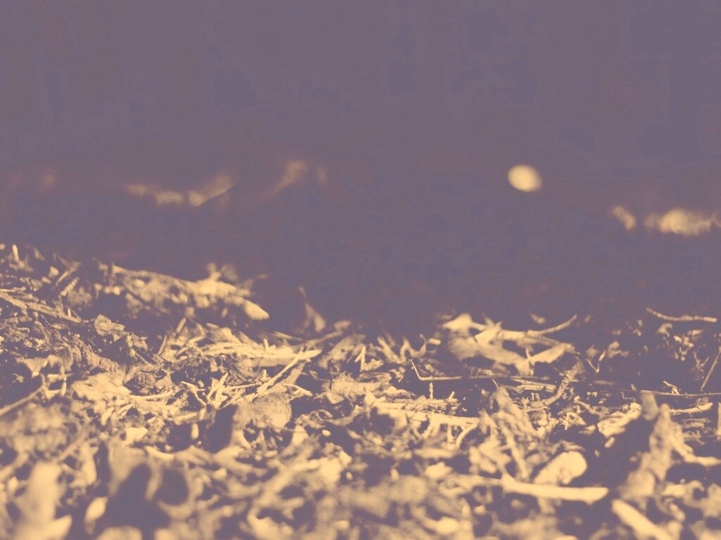 Хворост обои