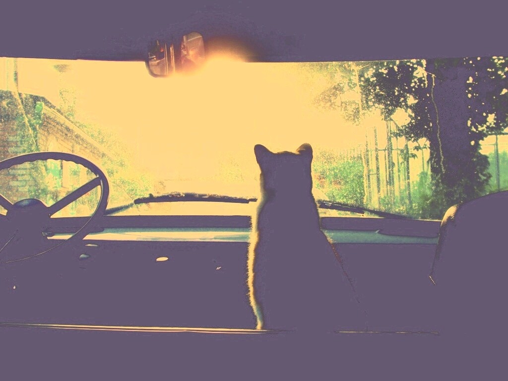 Кот навигатор обои