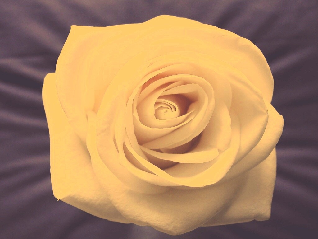 Белая роза обои