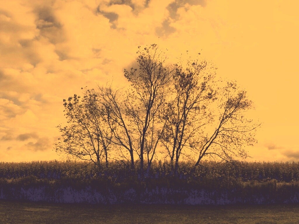 Деревце обои