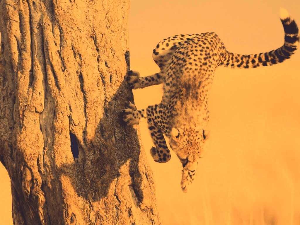 Скалолаз обои