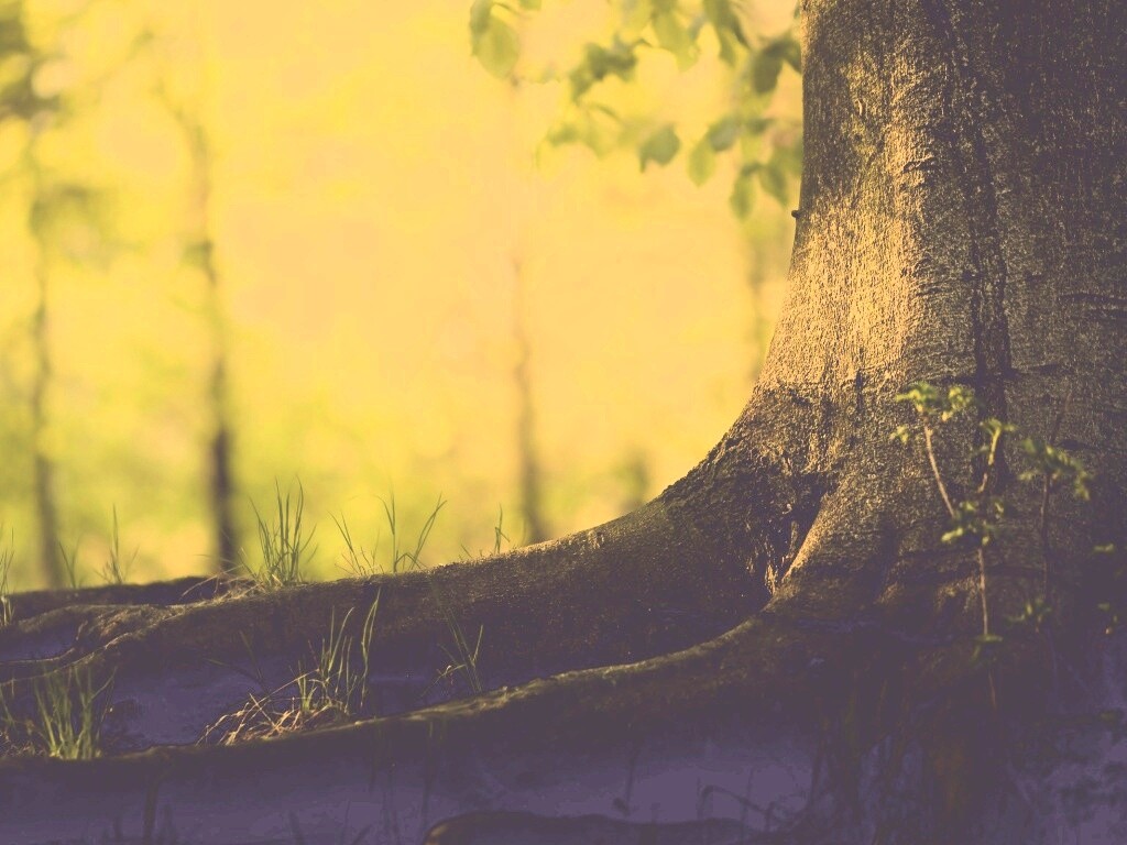 Корни дерева обои