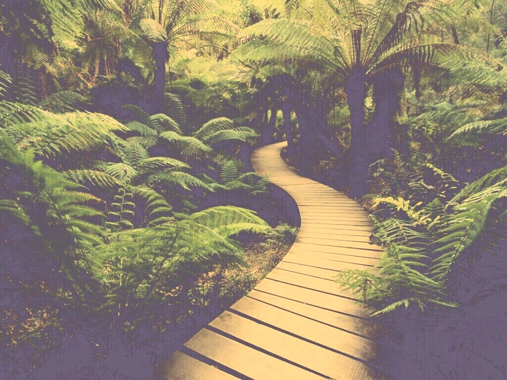 Дорожка в зарослях обои