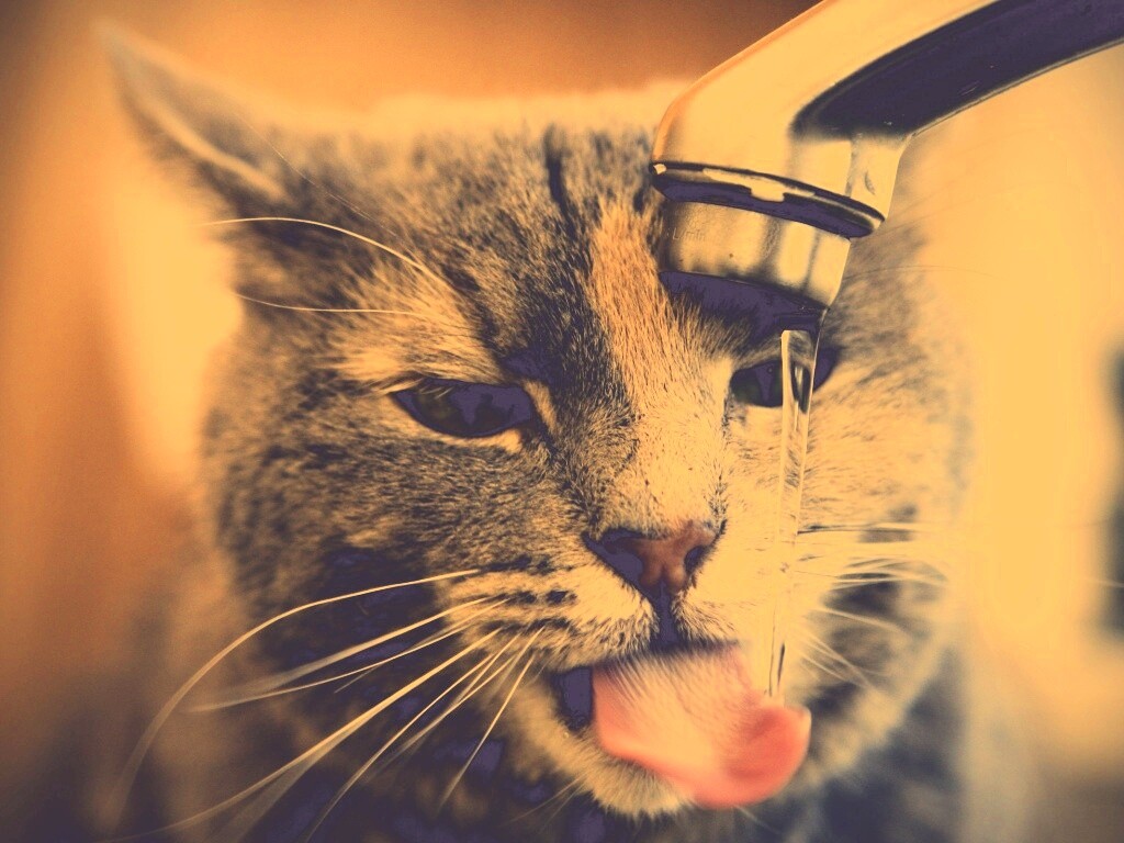 Кот пьет из под крана обои