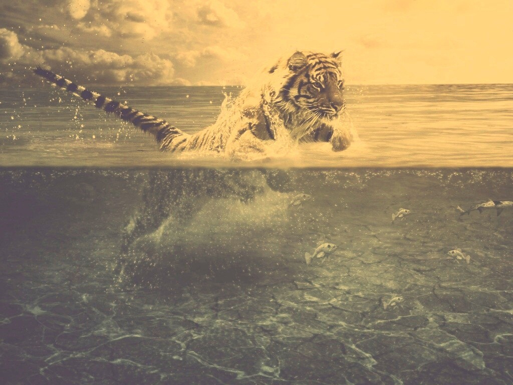 Тигр купается обои