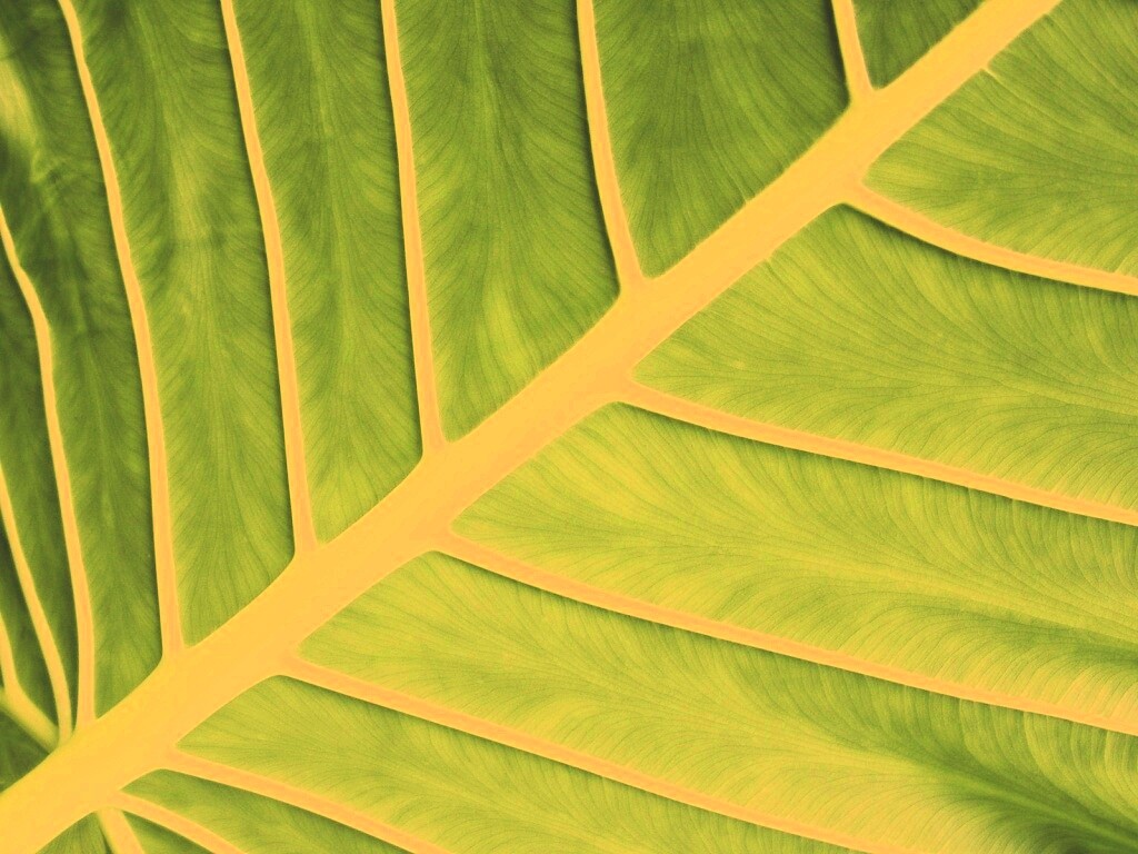 Пальмовый лист обои