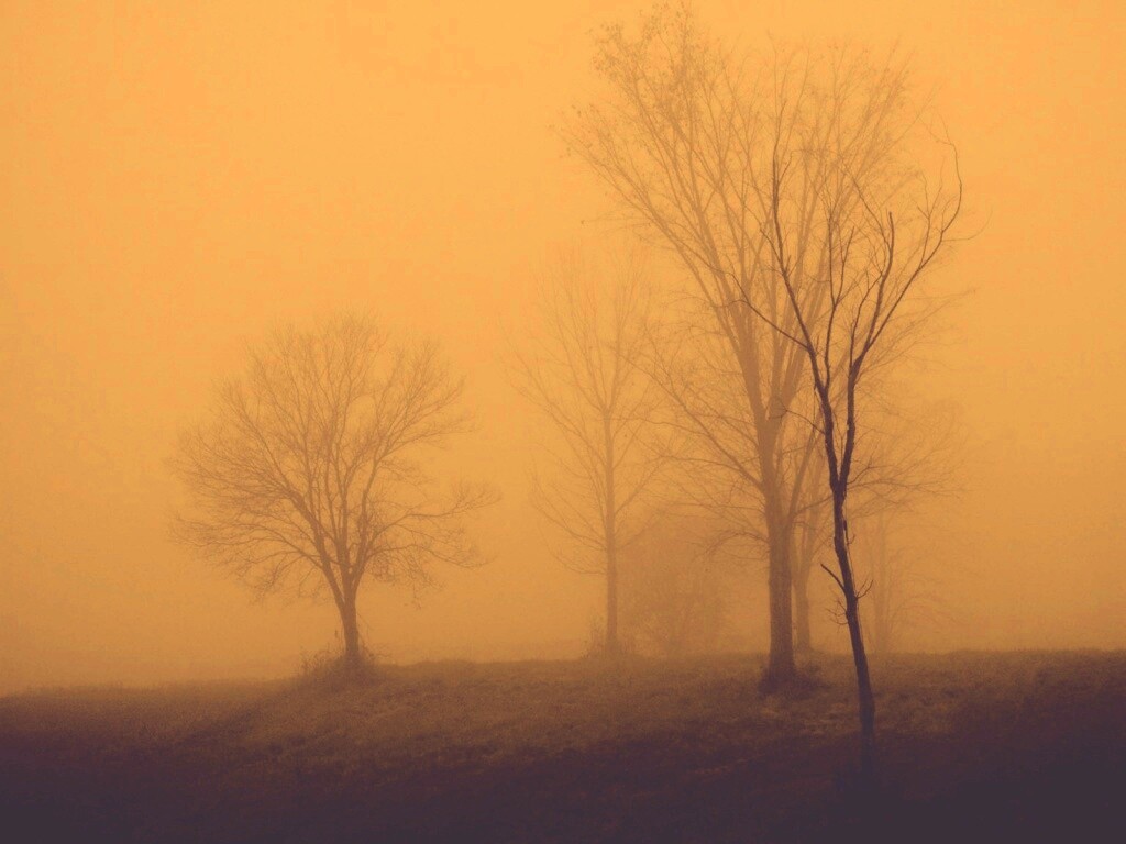 Деревья в тумане обои