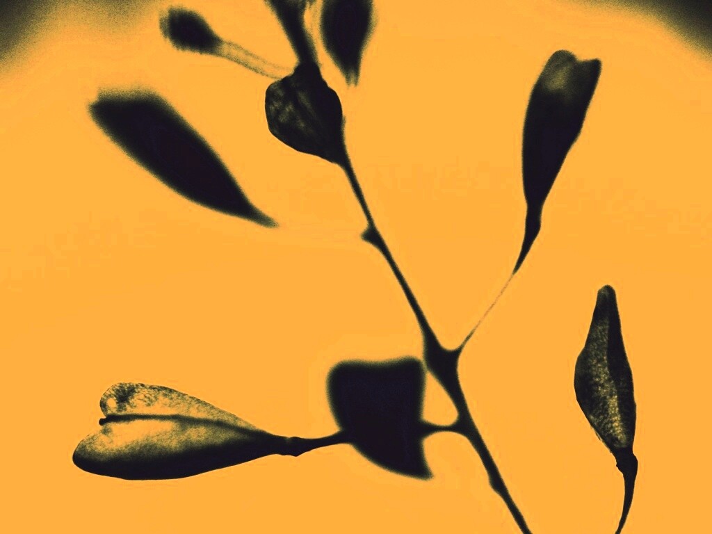 Усыхающие листья обои