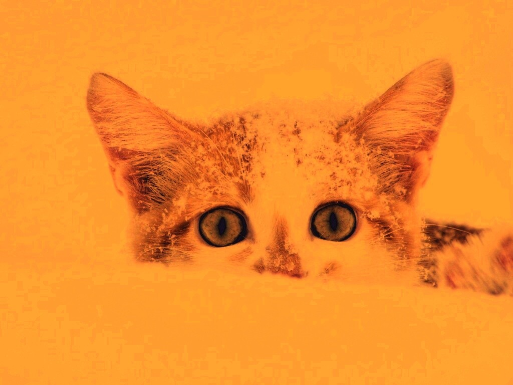 Рыжий котёнок в снегу обои