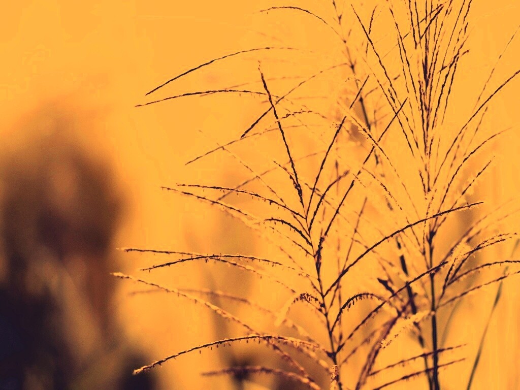 Макро фото растения обои