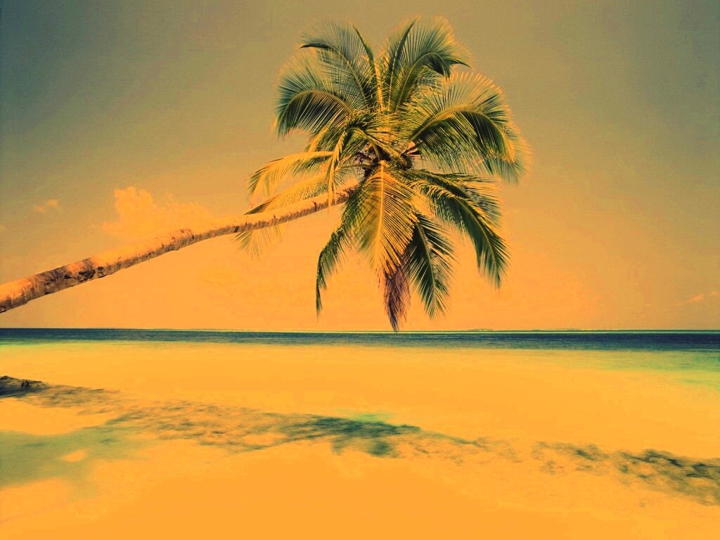 Пальма на лазурном берегу обои