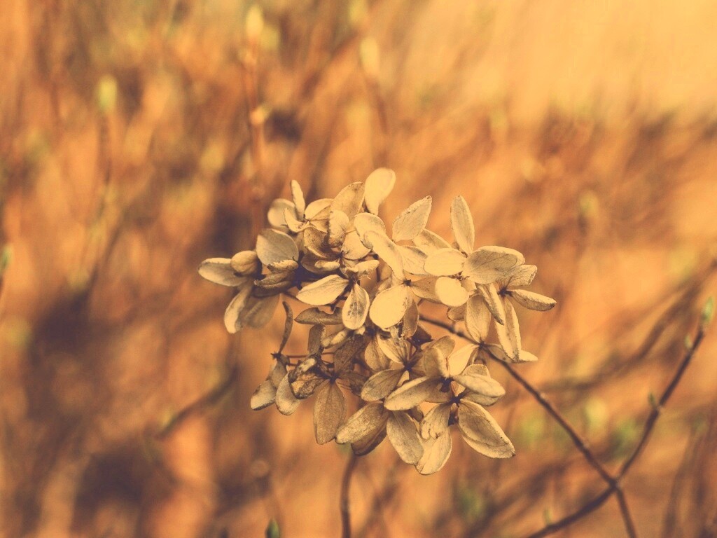 Увядший цветок обои