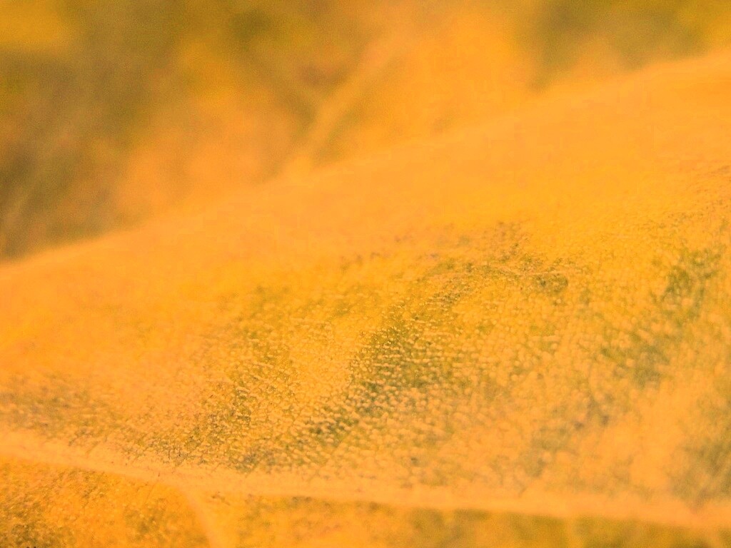 Повехность листа обои