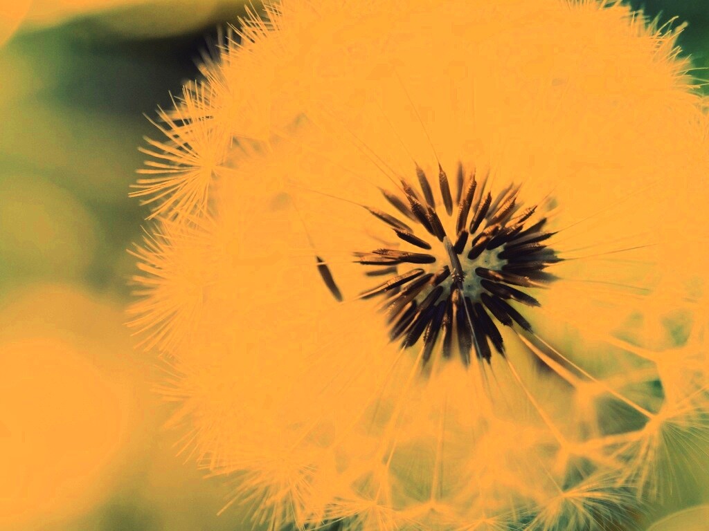 Макро фото одуванчика обои