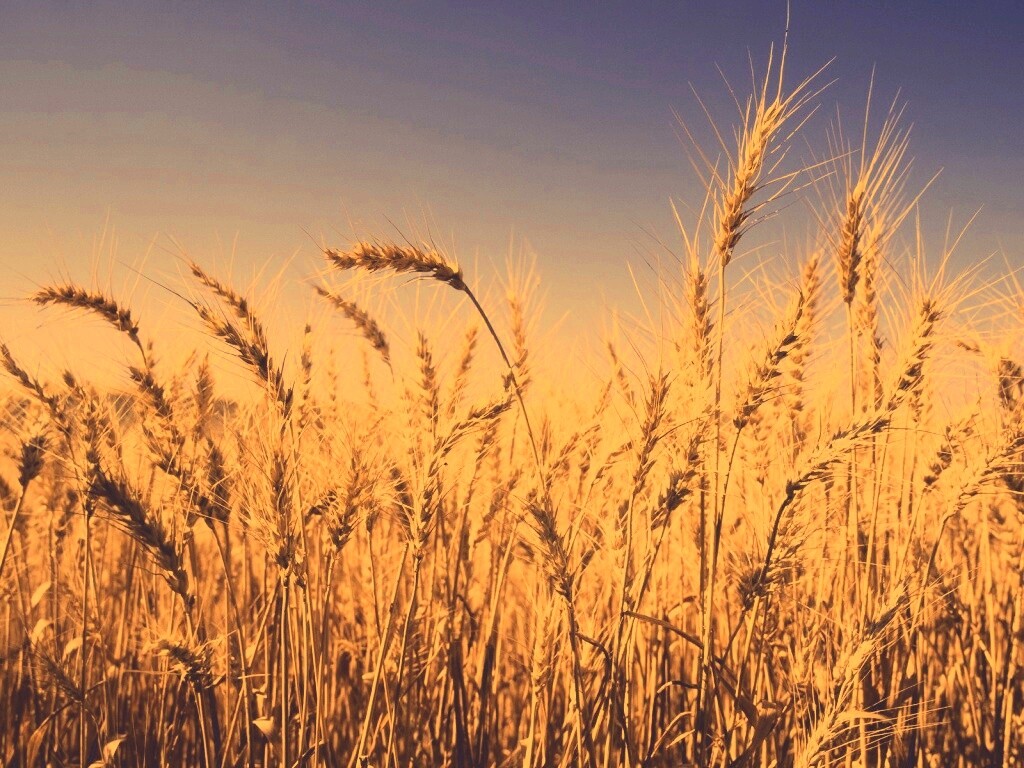 Пшеничные колосья обои