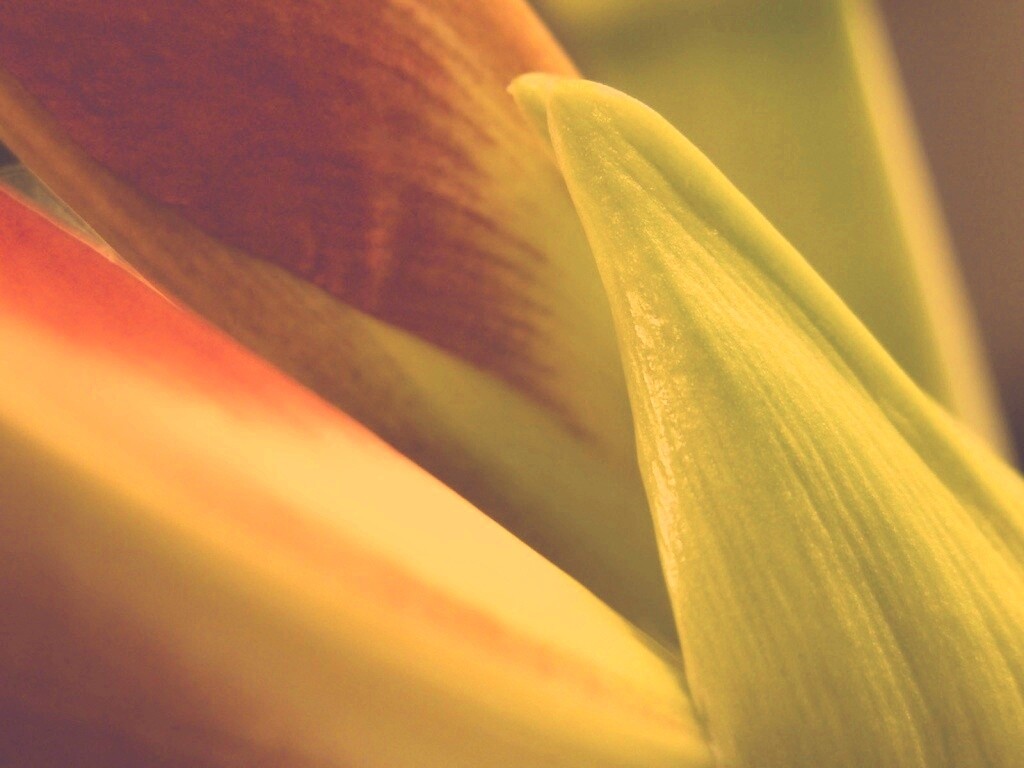 Макро фото цветка обои