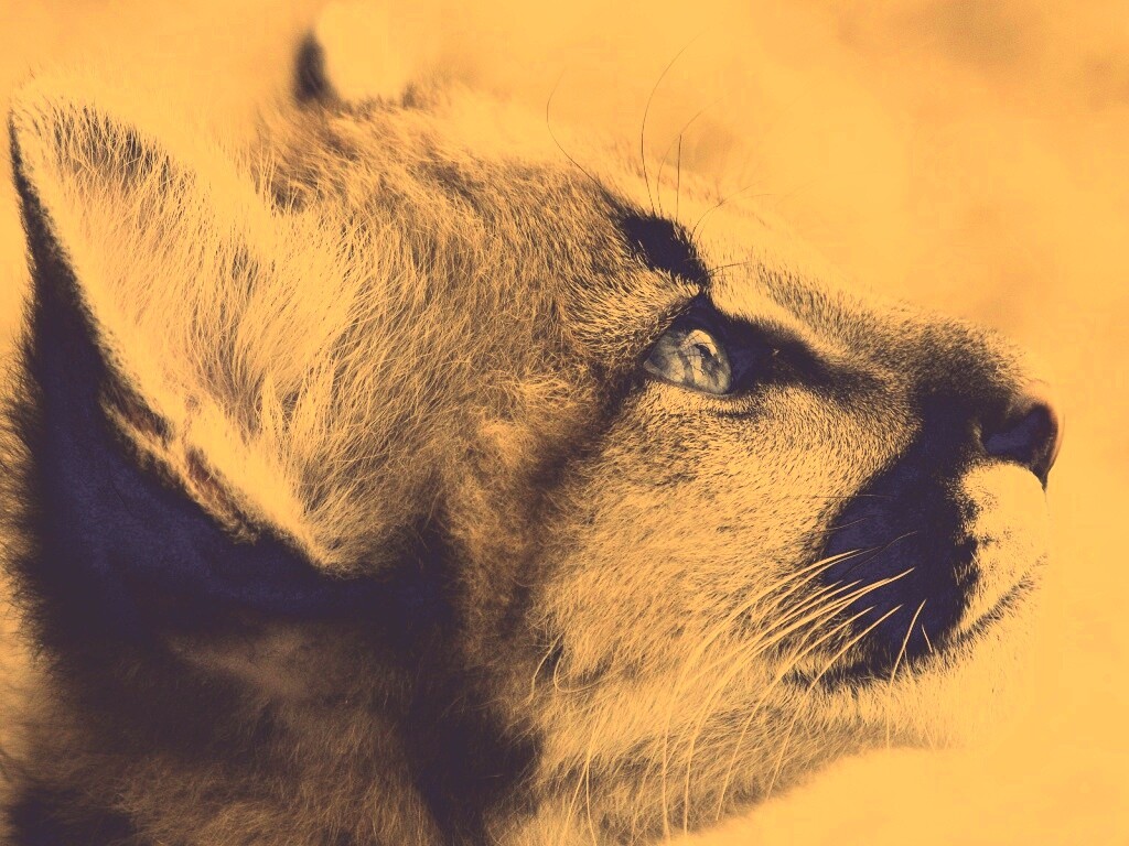 Оцелот смотрит вдаль обои