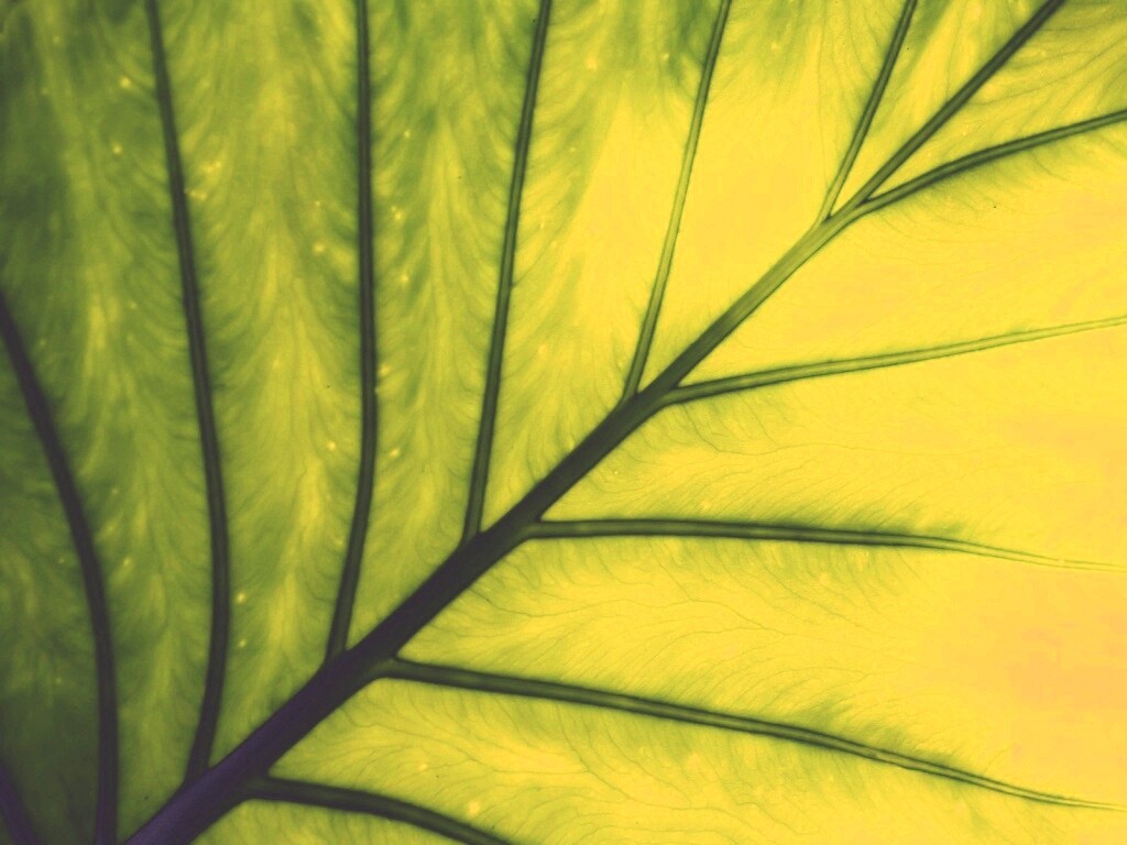 Макро фото листа обои