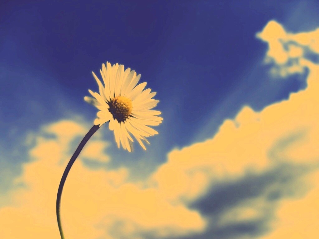Ромашка на фоне неба обои