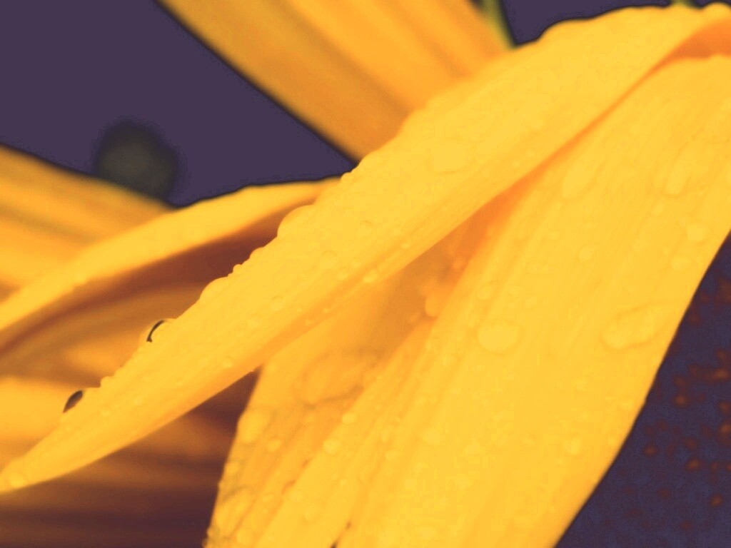 Капли на желтом лепестке обои