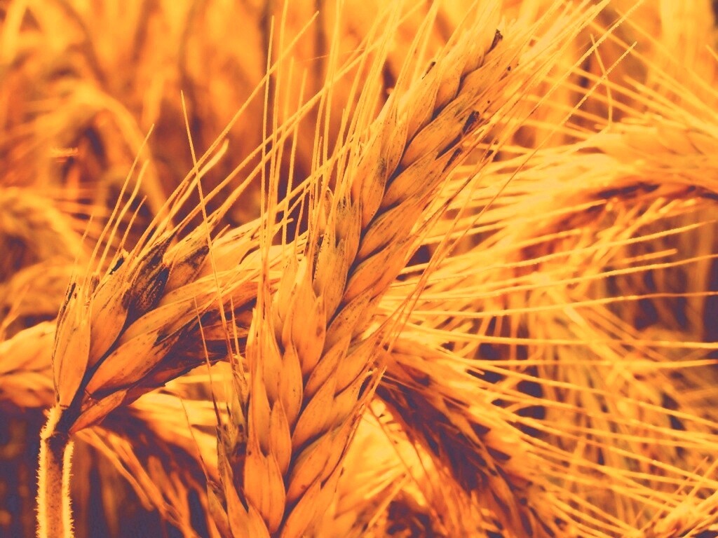 Зреющий колос обои