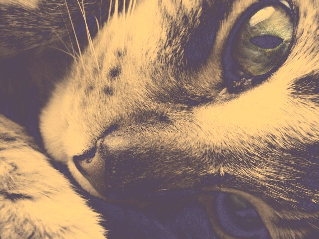 Мордашка кота крупным планом обои