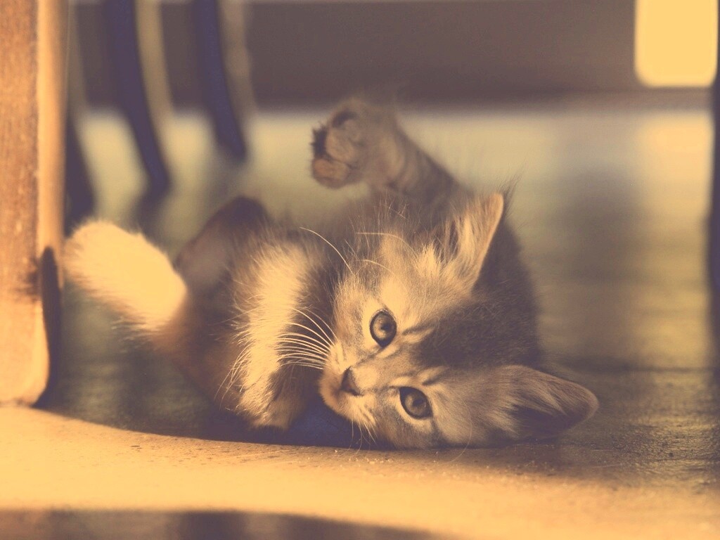 Котенок играет под стулом обои