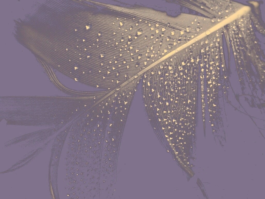 Капли на черном пере обои