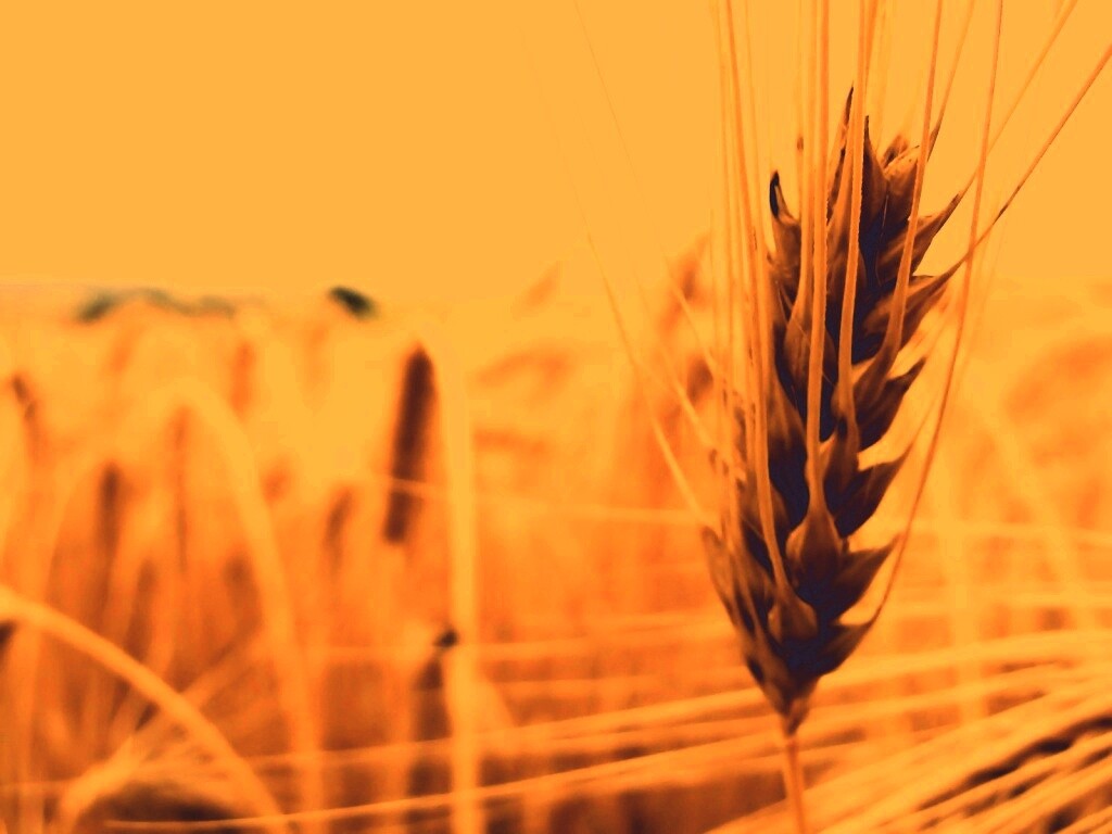 Короткий колос обои