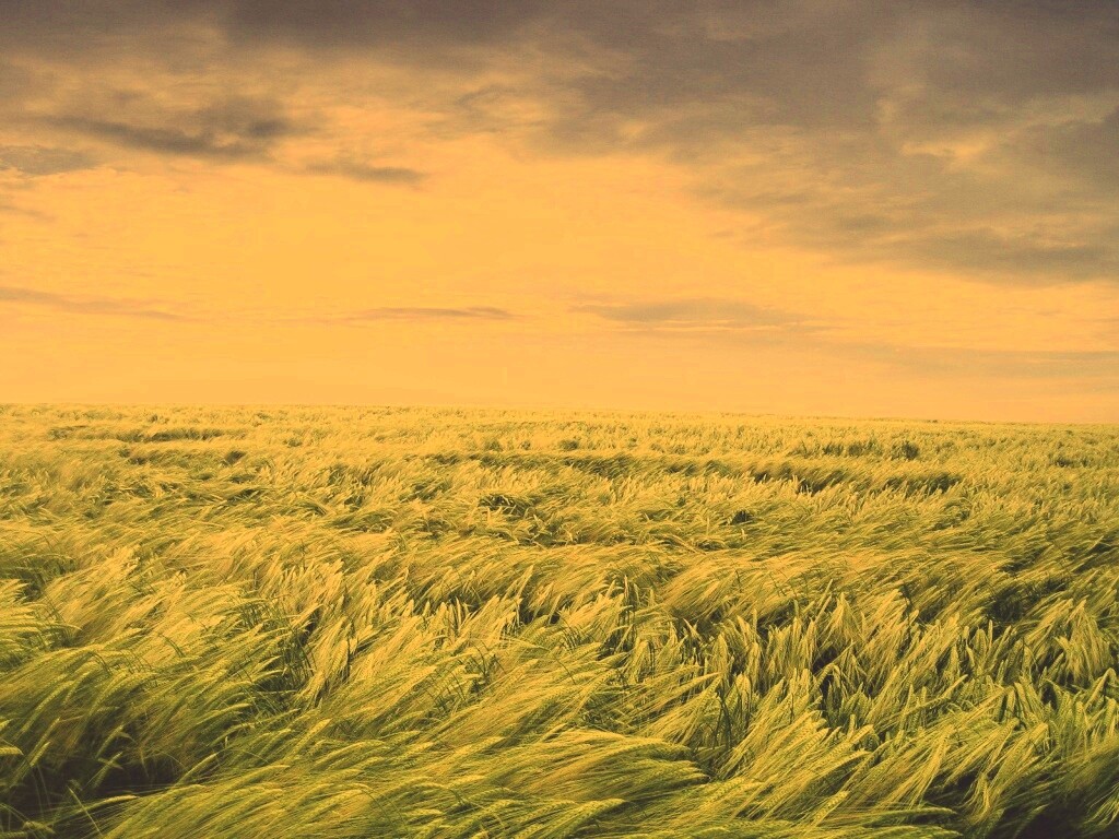 Море трав обои