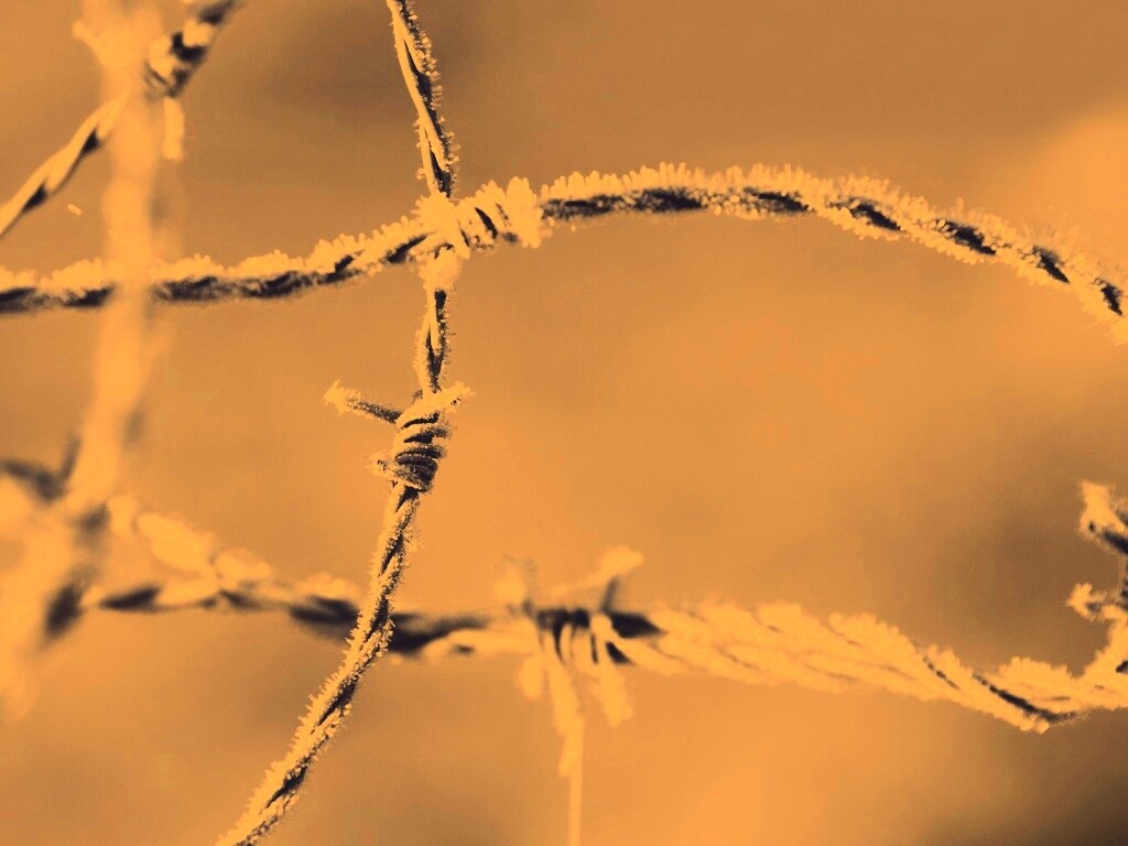 Замерзшая колючая проволока обои