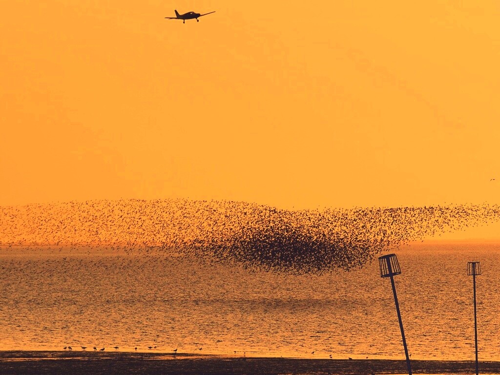 Взлетающая стая птиц обои