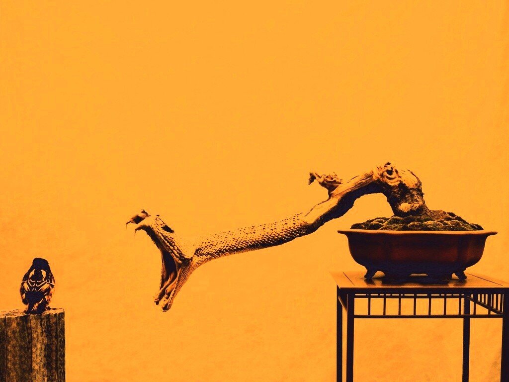 Змея-коряга напдает на птичку обои