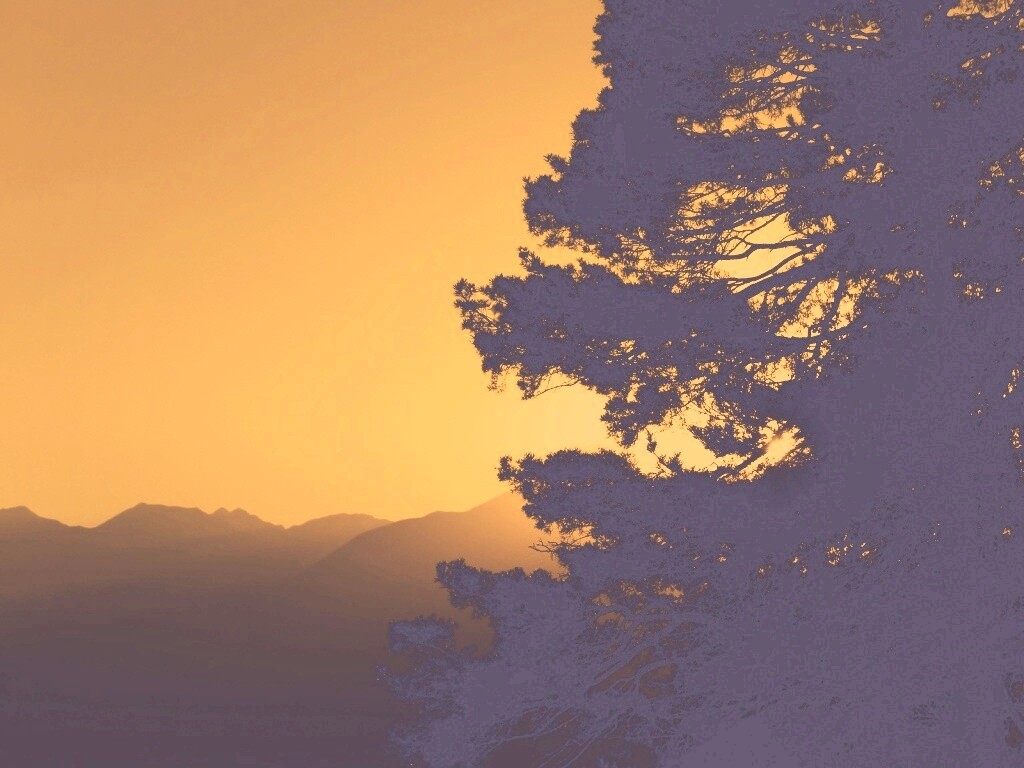 Силуэт дерева на закате обои