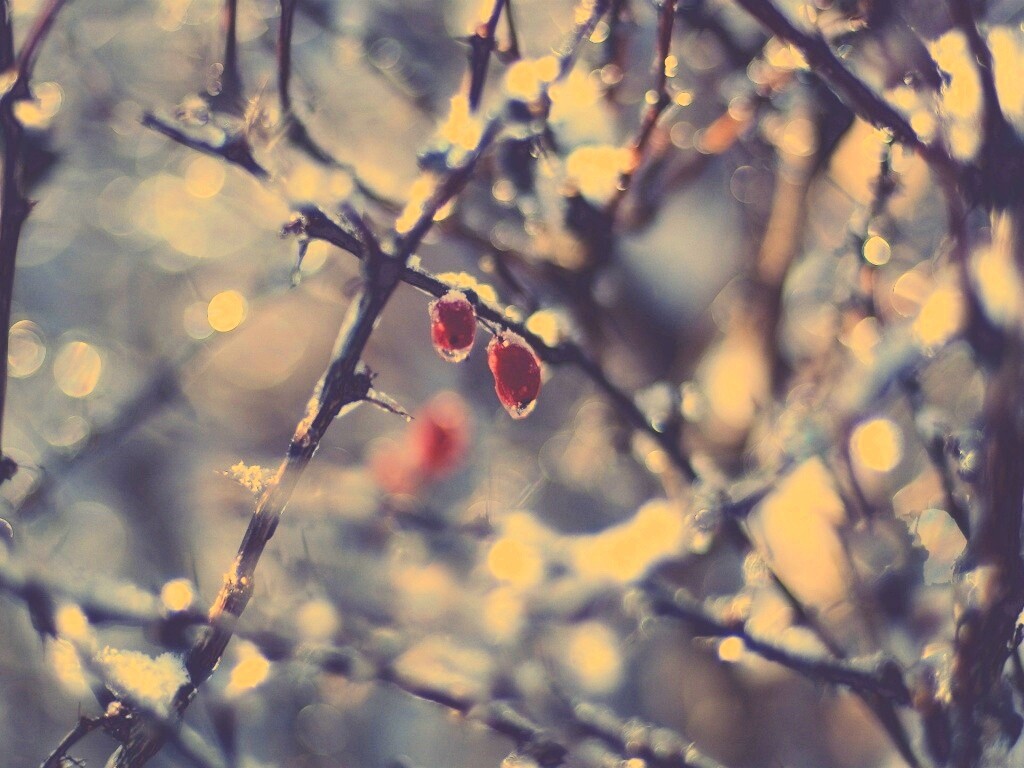 Замерзшие ягоды обои