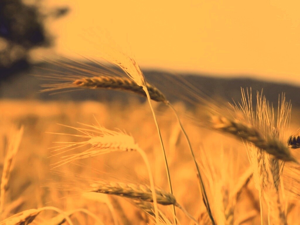 Колоски на ветру обои