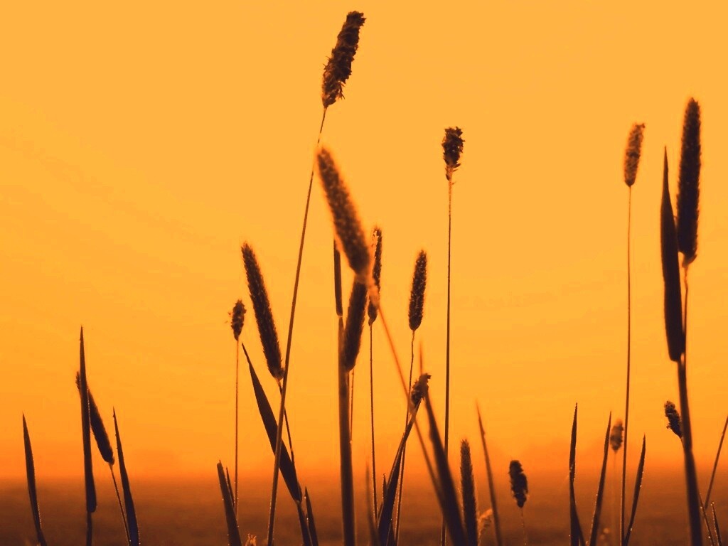 Травинки на закате обои
