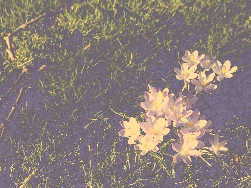 Фиалки на траве обои