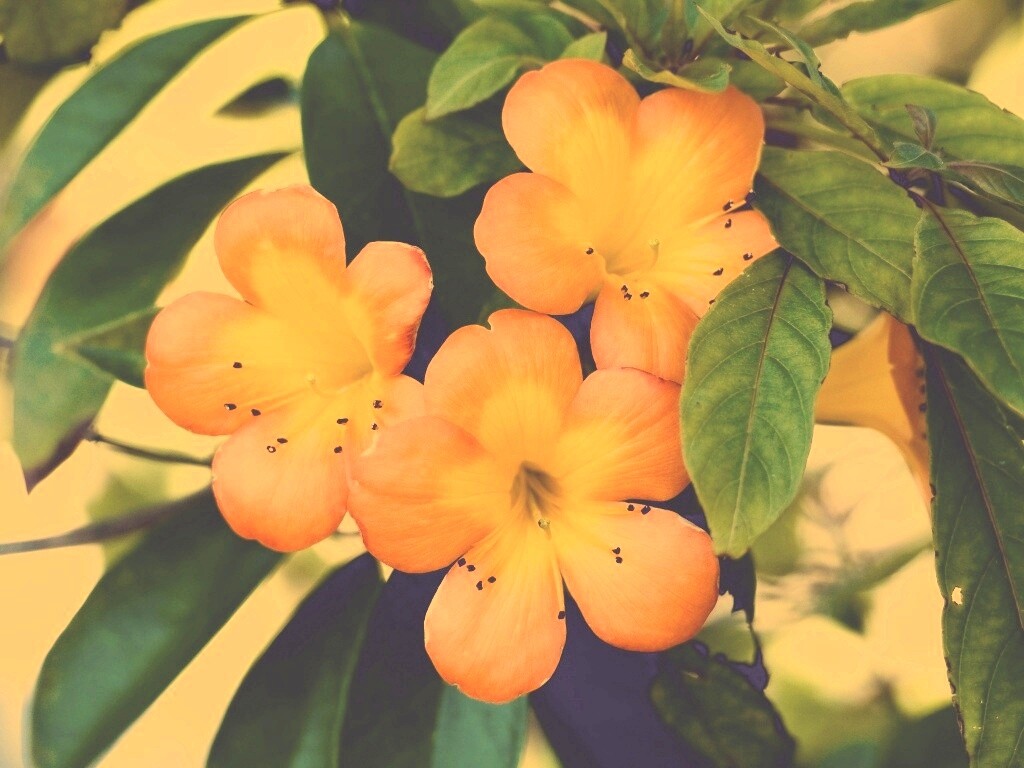 Оранжевые цветочки обои