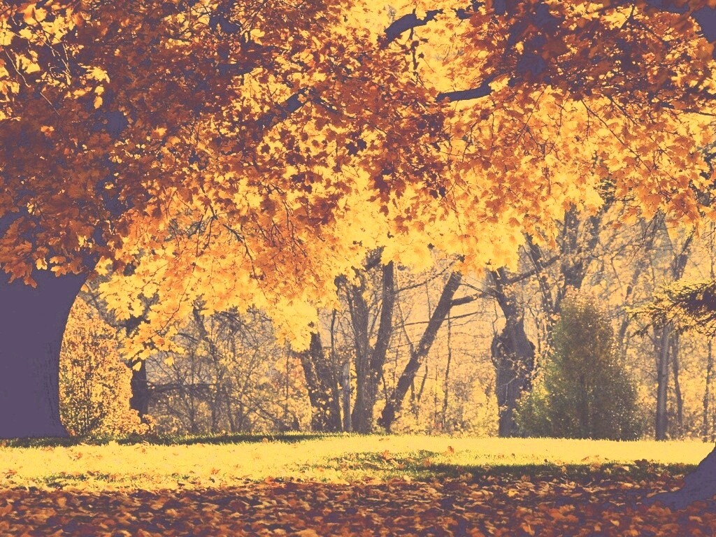 Размашистое осеннее дерево обои