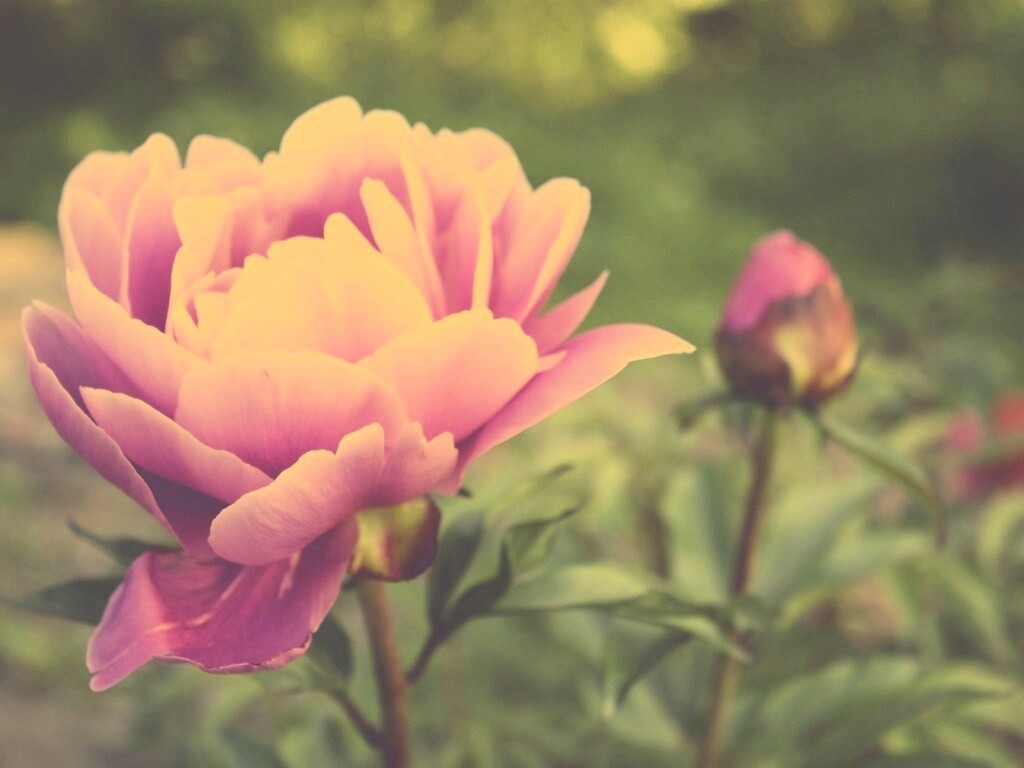 Розовый пион обои