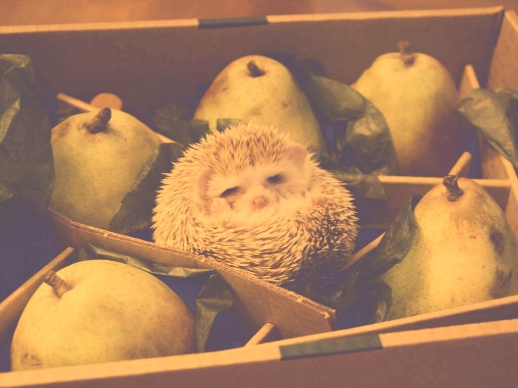 Ёжик в грушах обои